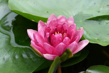 Gölette pembe nilüfer çiçeği