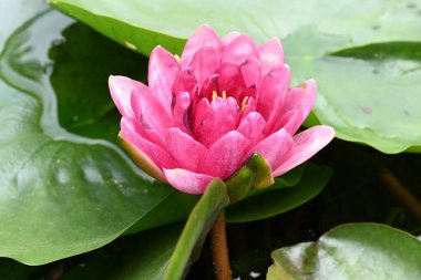 Gölette pembe nilüfer çiçeği