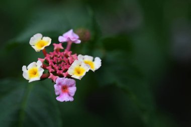 Bahçede büyüyen güzel çiçekler