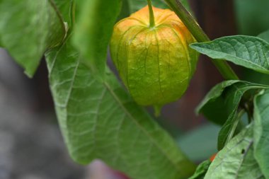 Turuncu fizsaliye yakın çekim