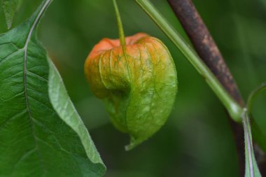 Turuncu fizsaliye yakın çekim