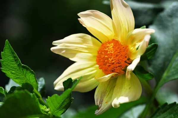 Close Flower Growing Garden — Stock Photo, Image
