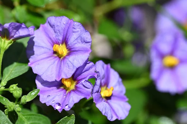 Close Beautiful Purple Flowers Growing Outdoors Stock Picture