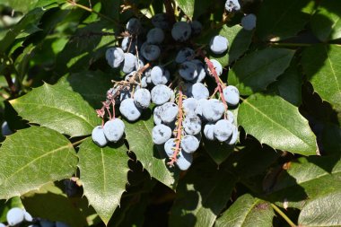 Bahçedeki yabani çalıların üzerinde böğürtlen 