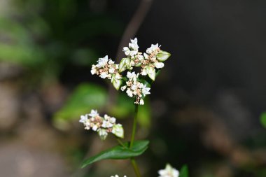 bahçede yetişen çiçeklerin yakın çekim 