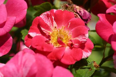 Parkta büyüyen parlak güller 