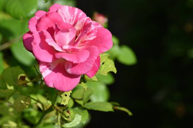 Parkta büyüyen parlak gül 