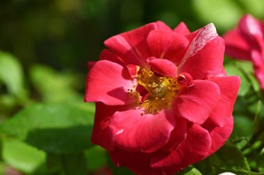 Parkta büyüyen parlak gül 