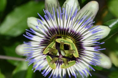 bahçede büyüyen çiçek yakın 