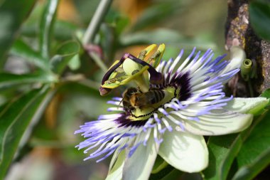 bahçede büyüyen çiçek yakın 