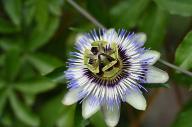 bahçede büyüyen çiçek yakın 