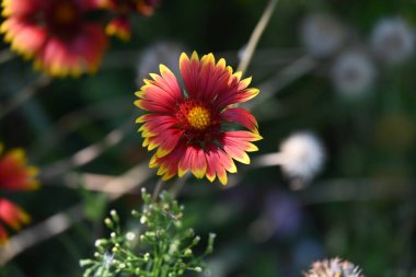 bahçede yetişen çiçeklerin yakın çekim 