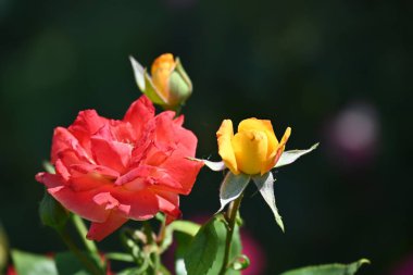 Bahçedeki güzel güller