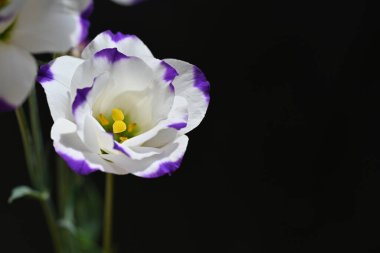 Koyu arkaplanda güzel çiçekler, yaz konsepti, yakın manzara