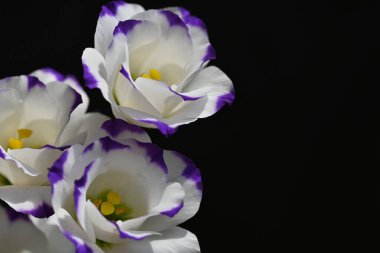 Koyu arkaplanda güzel çiçekler, yaz konsepti, yakın manzara