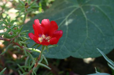 bahçede büyüyen çiçek yakın 