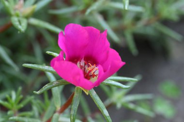 bahçede büyüyen çiçek yakın 