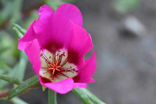 Primo Piano Fiore Che Cresce Nel Giardino — Foto Stock