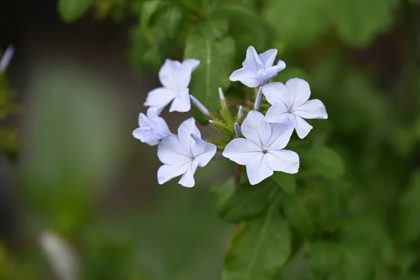 Primer Plano Hermosas Flores Azules Que Crecen Aire Libre —  Fotos de Stock