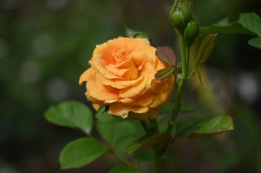 bahçede büyüyen çiçek yakın 