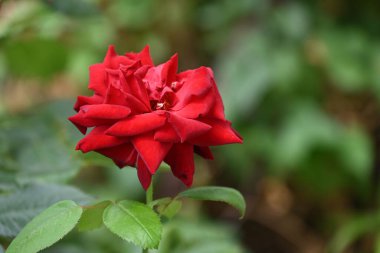 Bahçede büyüyen gül çiçeğine yakın. 