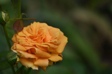 Bahçede büyüyen gül çiçeğine yakın. 