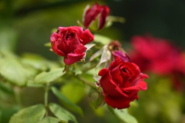 Parkta büyüyen parlak güller 