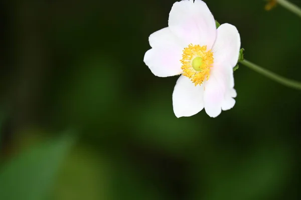 庭で育つ花のクローズアップ — ストック写真