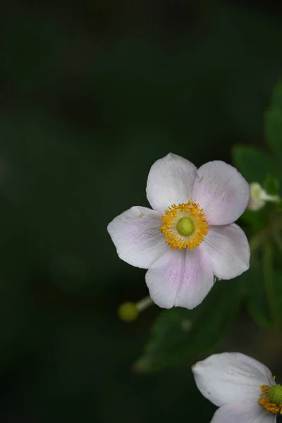 Close Flower Greasing Garden — стоковое фото