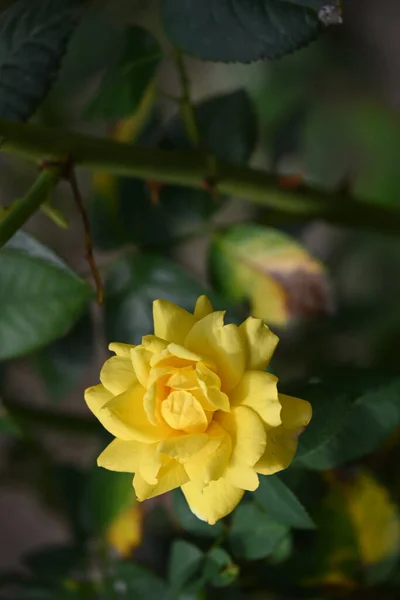 Close Rose Flower Growing Garden — Stock Photo, Image