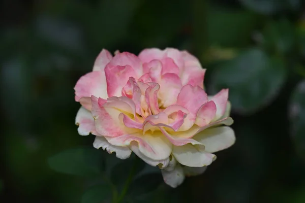 Close Rosa Flor Crescendo Jardim — Fotografia de Stock