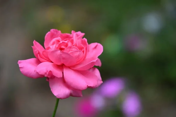 Nahaufnahme Von Rosenblüten Die Garten Wachsen — Stockfoto