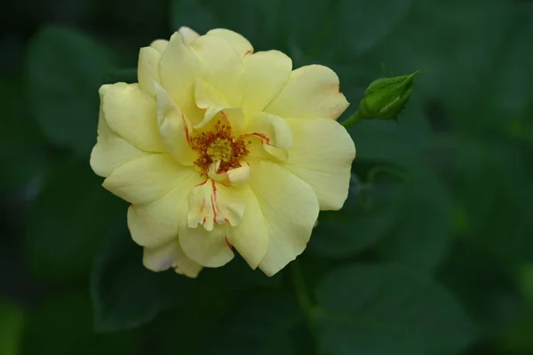 stock image close up of rose  flower growing in the garden 