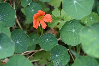 bahçede büyüyen çiçek yakın 
