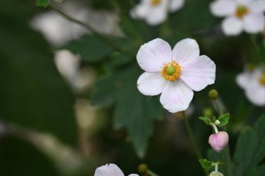 bahçede yetişen çiçeklerin yakın çekim 