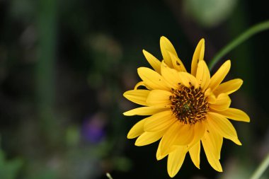 bahçede büyüyen çiçek yakın 