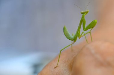 Yeşil mantis yakın çekim