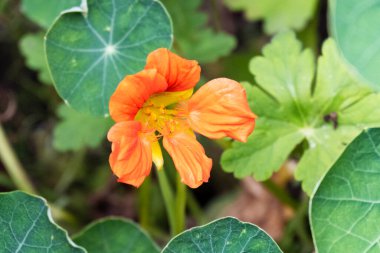 bahçede büyüyen çiçek yakın 