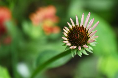 bahçede büyüyen çiçek yakın 