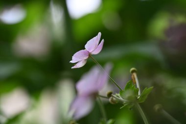 Açık havada yetişen güzel mor çiçeklere yakın.
