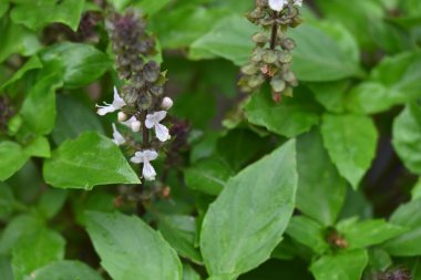 bahçede yetişen çiçeklerin yakın çekim 