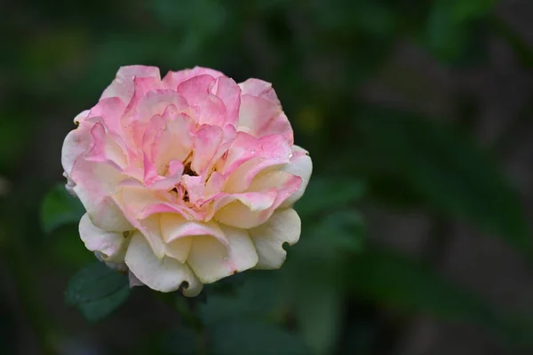 Primer Plano Flor Rosa Creciendo Jardín —  Fotos de Stock