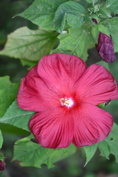 庭で育つ花のクローズアップ — ストック写真
