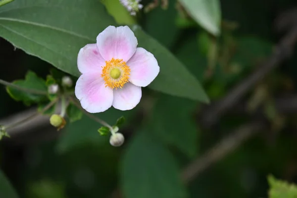 Close Flower Greasing Garden — стоковое фото