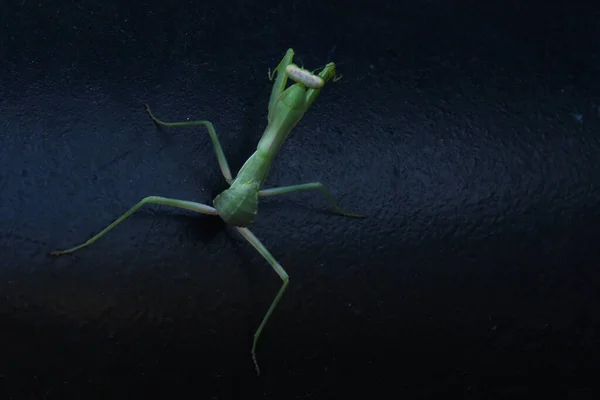 黑色背景上的绿色螳螂 — 图库照片