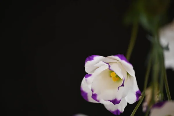 Piękny Biały Kwiat Wiosennym Ogrodzie — Zdjęcie stockowe
