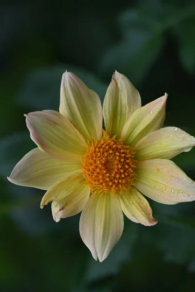 Close Flower Growing Garden — Stock Photo, Image
