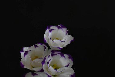 Koyu arkaplanda güzel çiçekler, yaz konsepti, yakın manzara