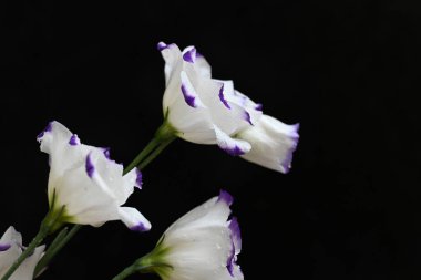 Koyu arkaplanda güzel çiçekler, yaz konsepti, yakın manzara