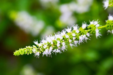 bahçede büyüyen çiçek yakın 